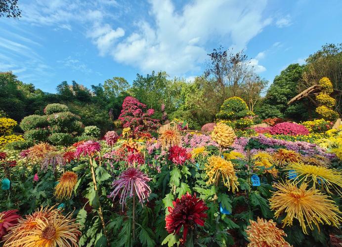 金坛花谷奇缘秋季菊花展造型花艺