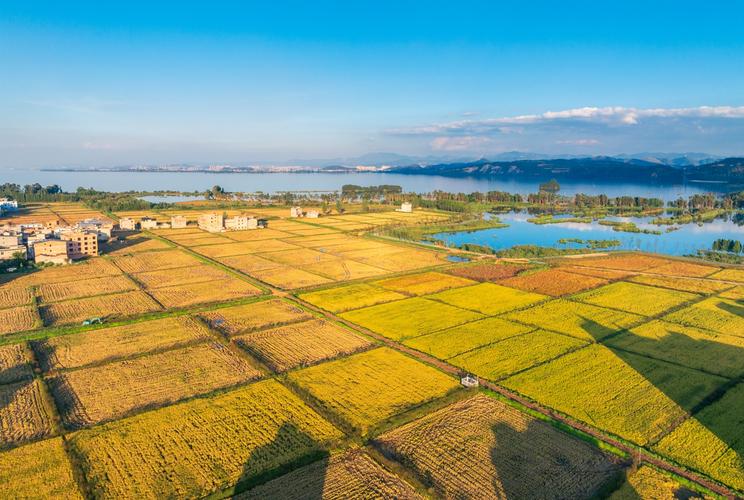 长荡湖柚山村环湖稻田景观