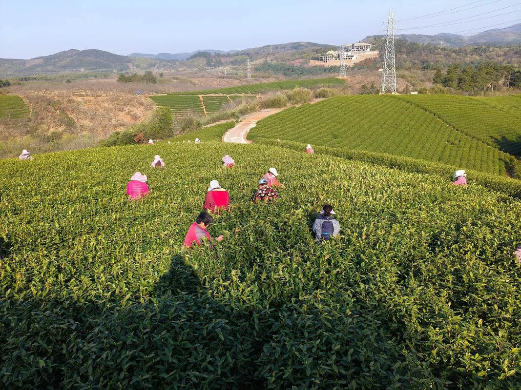 溧阳天目湖茶岛春季游客采茶体验场景
