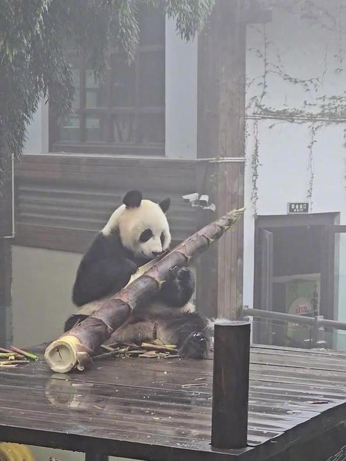 溧阳南山竹海熊猫馆大熊猫吃竹子