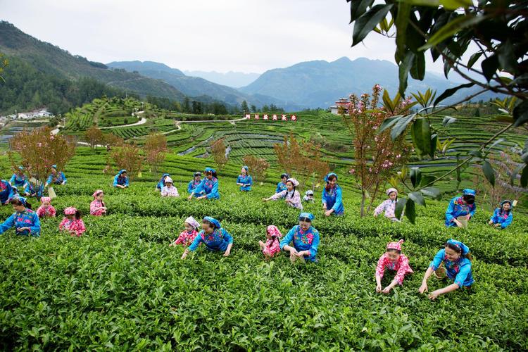 金坛茅山金牛洞茶园游客采茶体验