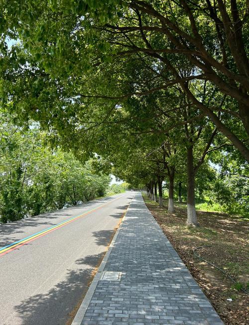 金坛长荡湖湿地栈桥水杉林