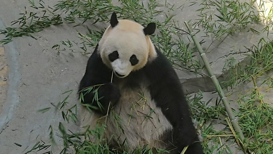 溧阳南山竹海熊猫馆大熊猫进食场景